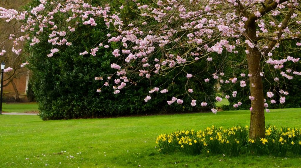 Keep Your Trees Healthy and Happy