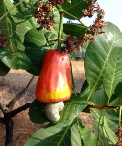 The Environmental Impact Of Cashew Farming