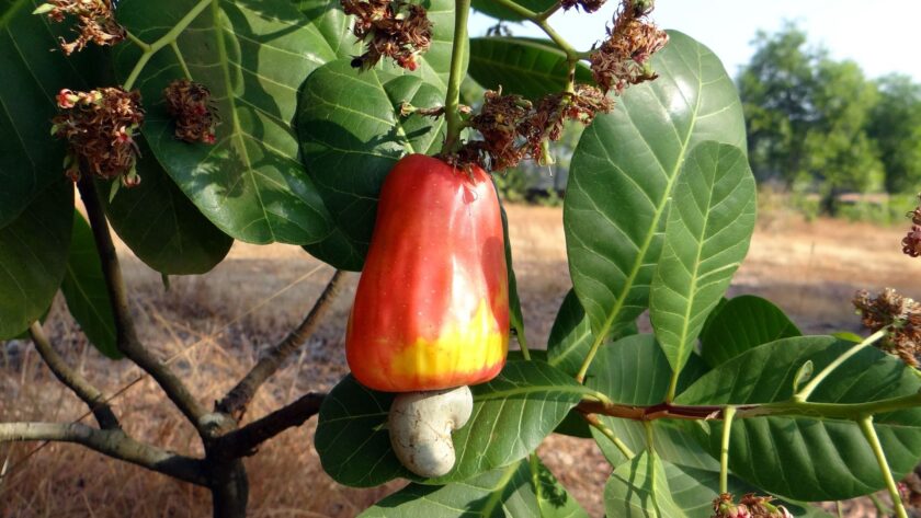 The Environmental Impact Of Cashew Farming