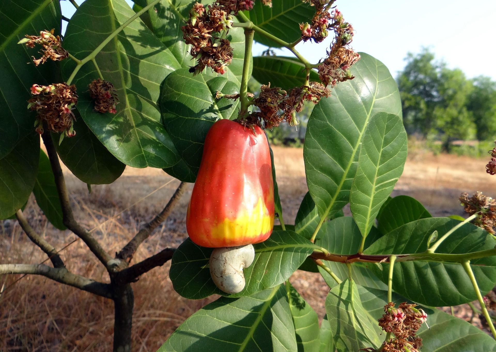 The Environmental Impact Of Cashew Farming
