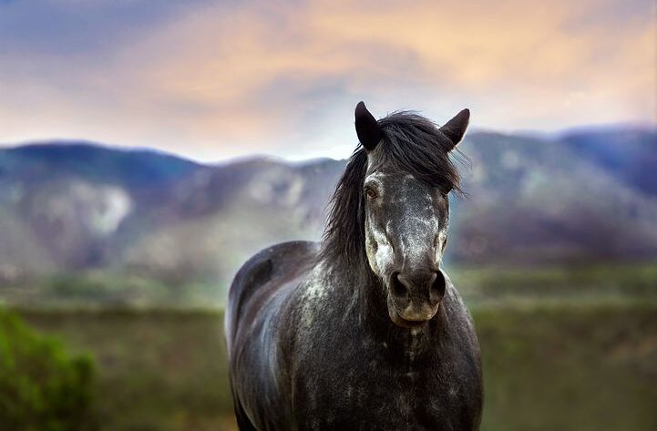 how to keep your horse happy